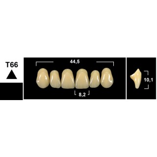 Tribos 501 T66 Superiore Anteriore