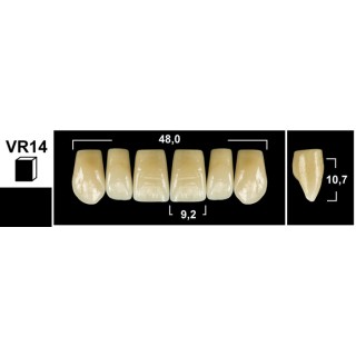 Tribos 501 VR14 Superiore Anteriore